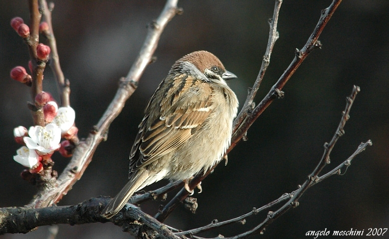 Passera mattugia Passer montanus -  Si discute di Ploceidae.